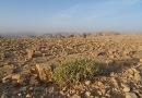 Harjar Berge